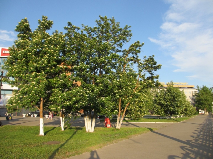 Рябина сибирская дерево