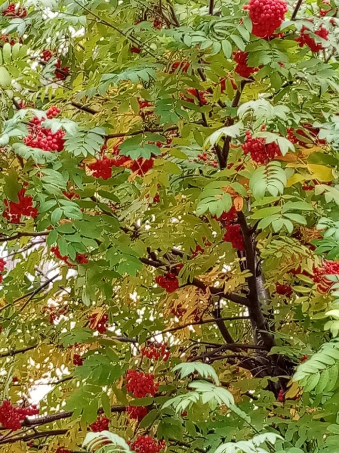 Рябина обыкновенная осень