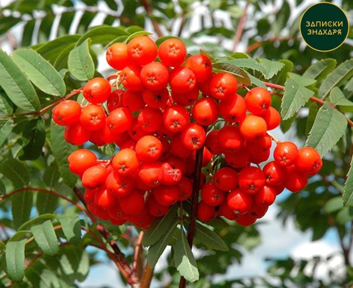 Рябина красная