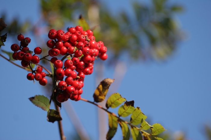 Рябина обыкновенная невежинская красная