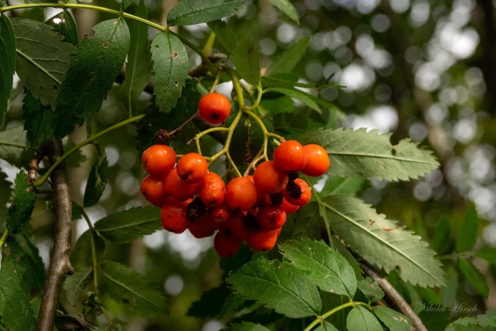 'рябина обыкновенная ф.куст