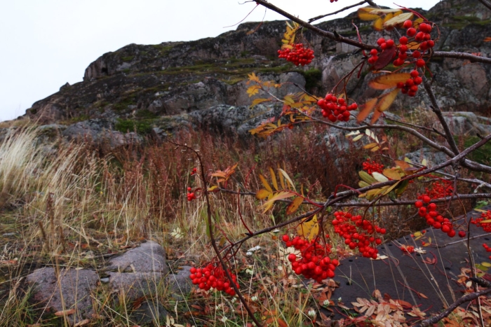 Рябиновый каньон мурманск