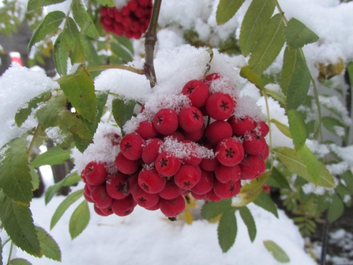 Рябина сибирская (sorbus sibirica hedl.)
