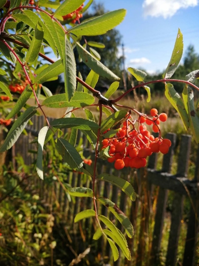 Рябина обыкновенная