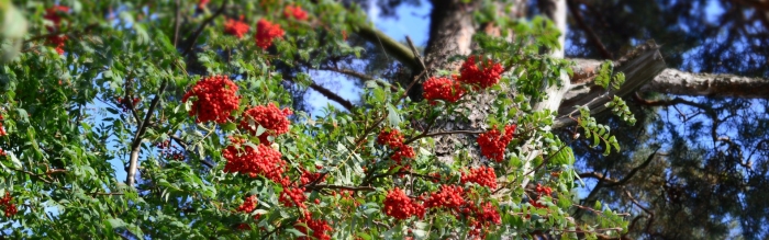 Рябина гранатная осенью