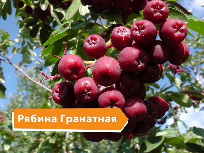 Гранатная рябина