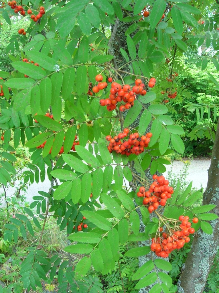 Рябина обыкновенная sorbus aucuparia