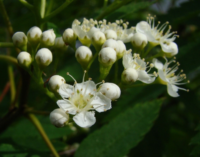 Рябина (sorbus sibirica)