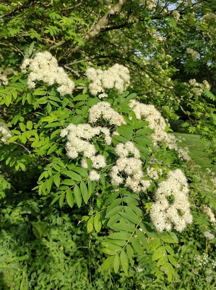 Sorbus sambucifolia