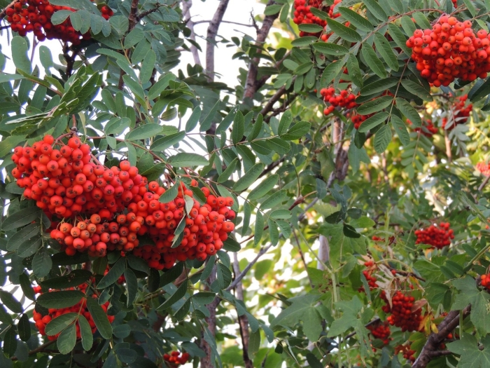 Рябина додонг