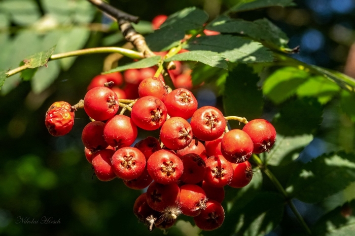 Рябина гроздь