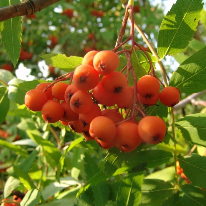 Рябина обыкновенная