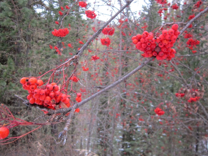 Рябина широколистная красная