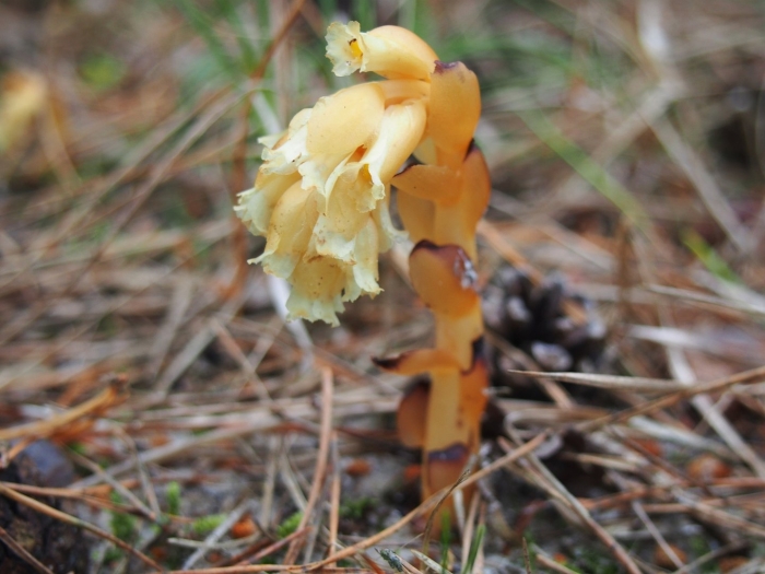Подъельник обыкновенный monotropa hypopitys