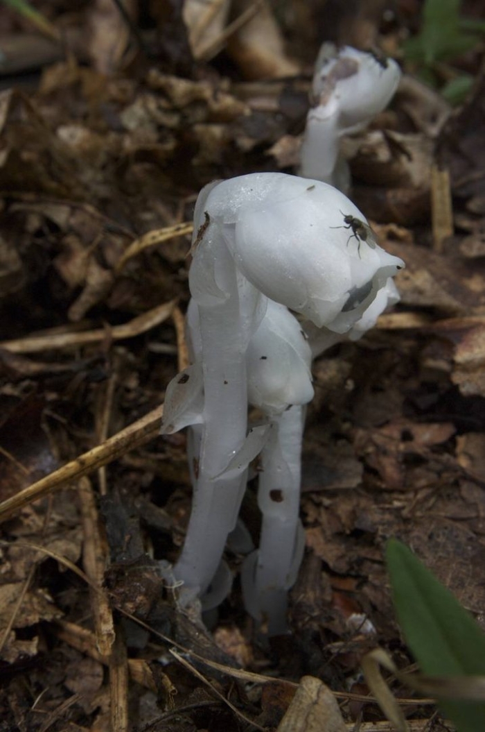 Подъельник одноцветковый (monotropa uniflora)