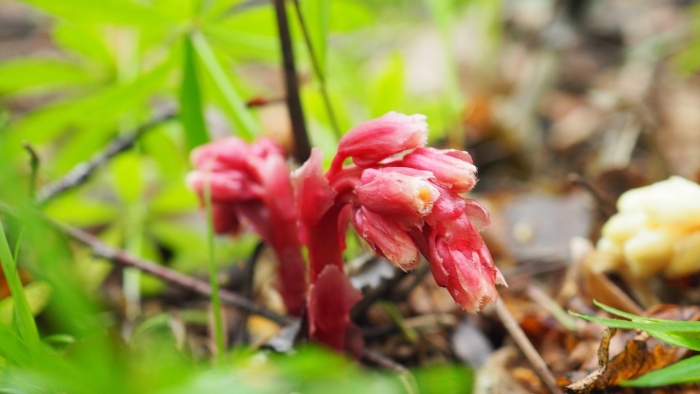 Вертляница обыкновенная