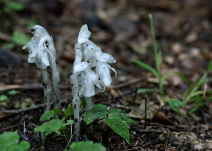 Подъельник (monotropa)