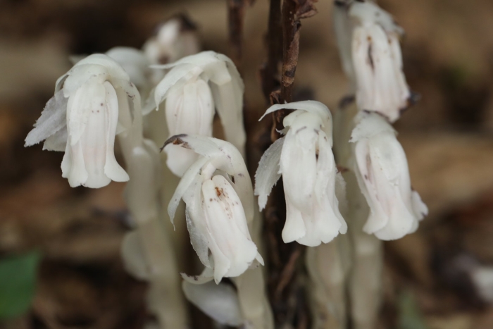 Monotropa uniflora