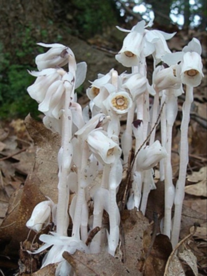 Необычные цветки