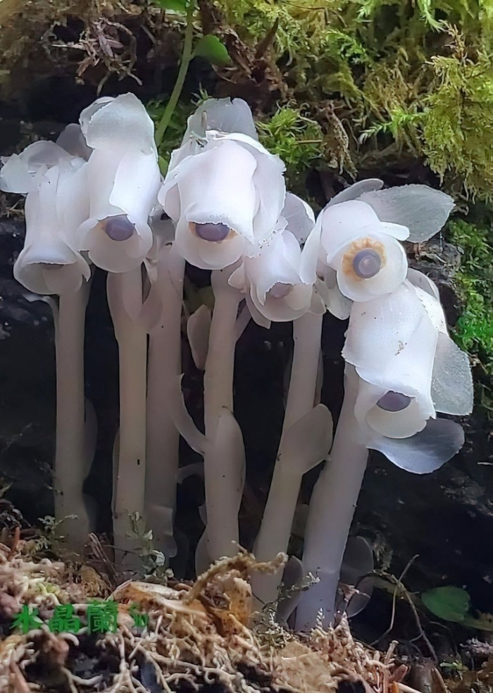 Monotropa uniflora
