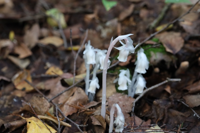 Подъельник одноцветковый