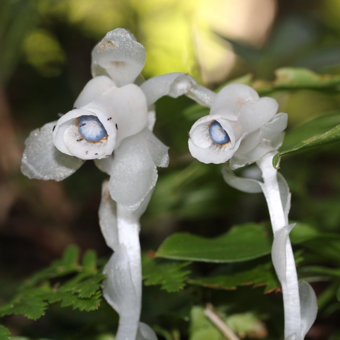 Monotropastrum humile