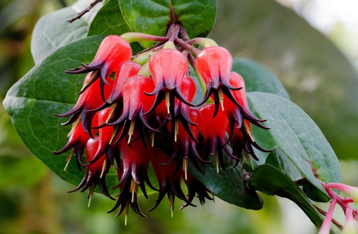 Кавендишия крупнолистная