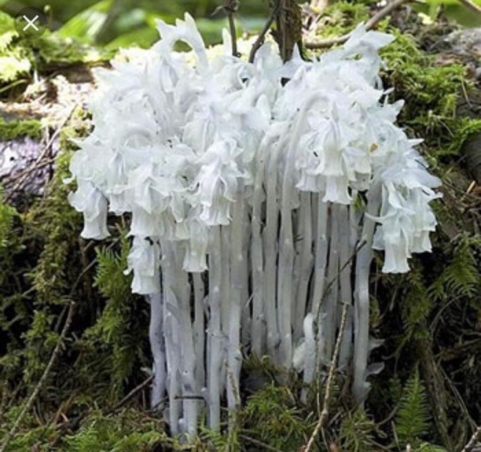 Подъельник одноцветковый (monotropa uniflora)
