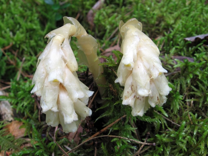 Подъельник обыкновенный monotropa hypopitys