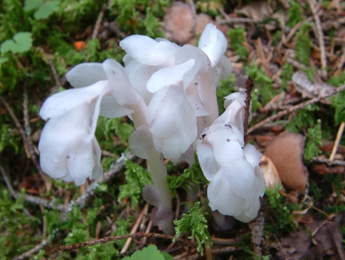 Монотропа унифлора