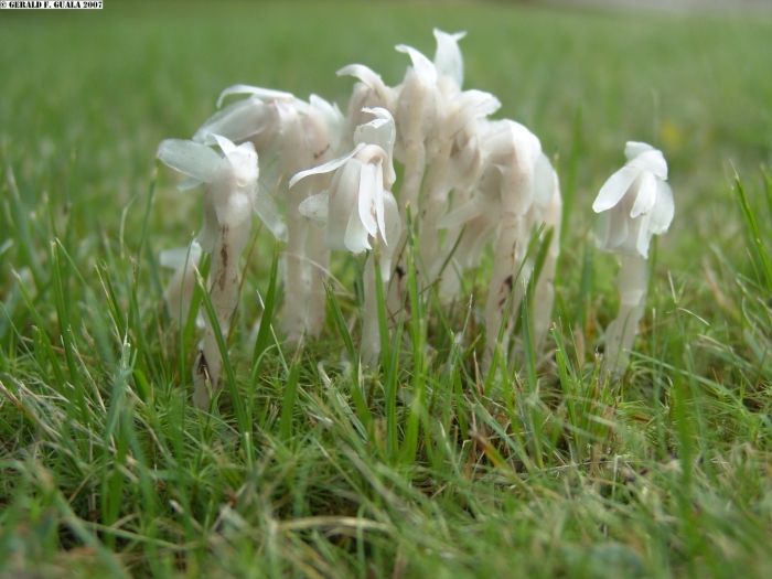 Подъельник обыкновенный monotropa hypopitys