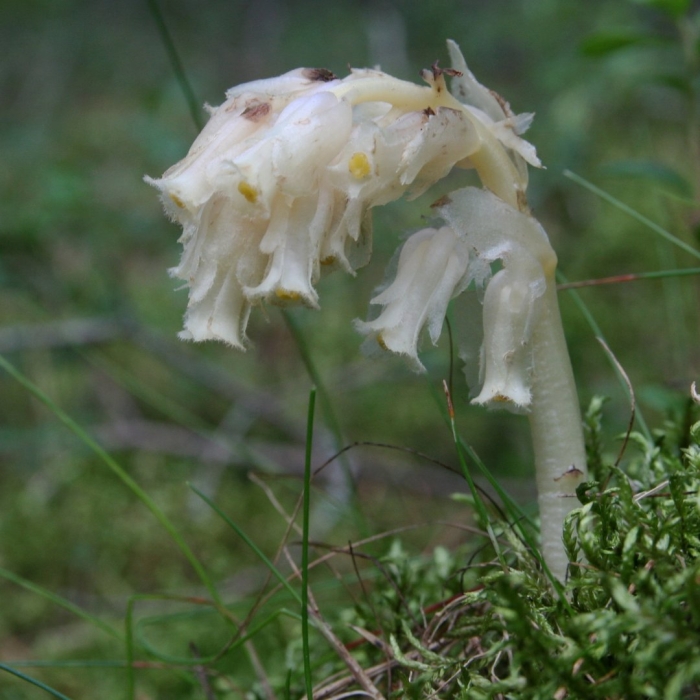 Подъельник обыкновенный monotropa hypopitys