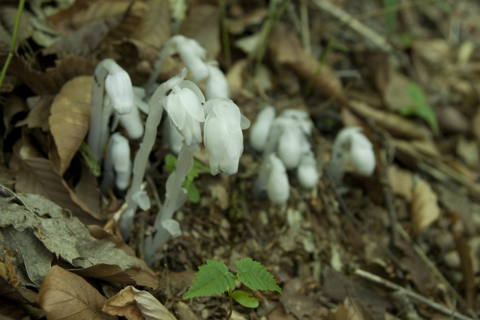 Подъельник одноцветковый (monotropa uniflora)