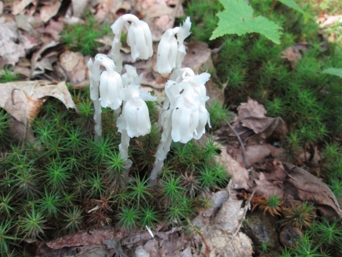 Monotropa uniflora