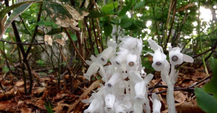 Monotropastrum humile