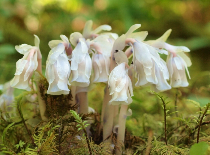 Monotropa uniflora