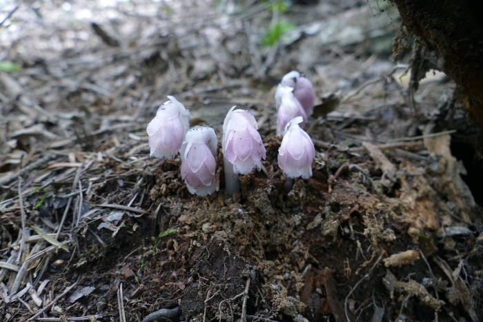 Monotropastrum kirishimense