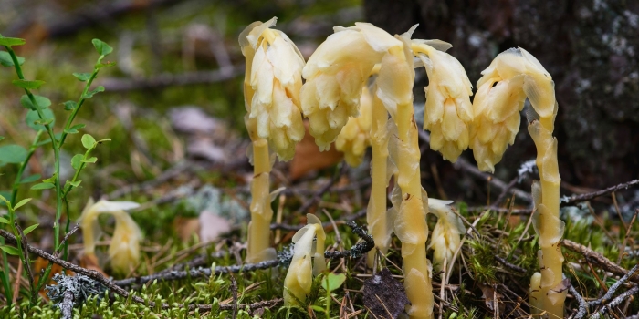 Подъельник обыкновенный monotropa hypopitys