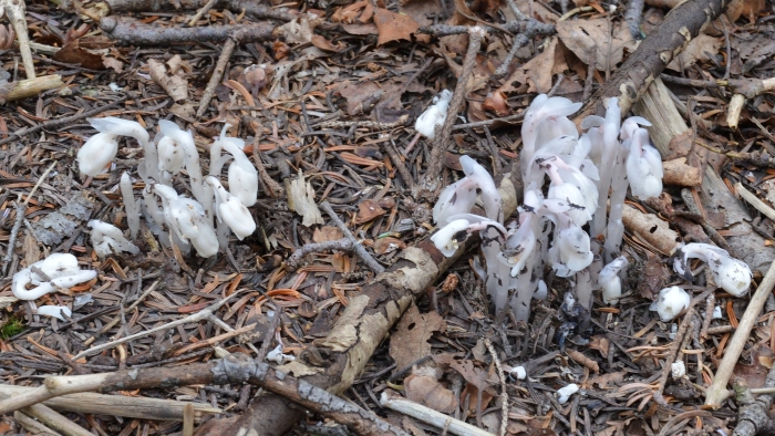 Monotropa uniflora
