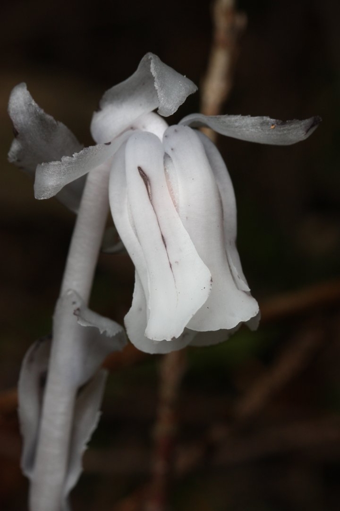 Цветок призрак