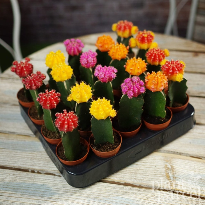 Кактус фловеринг