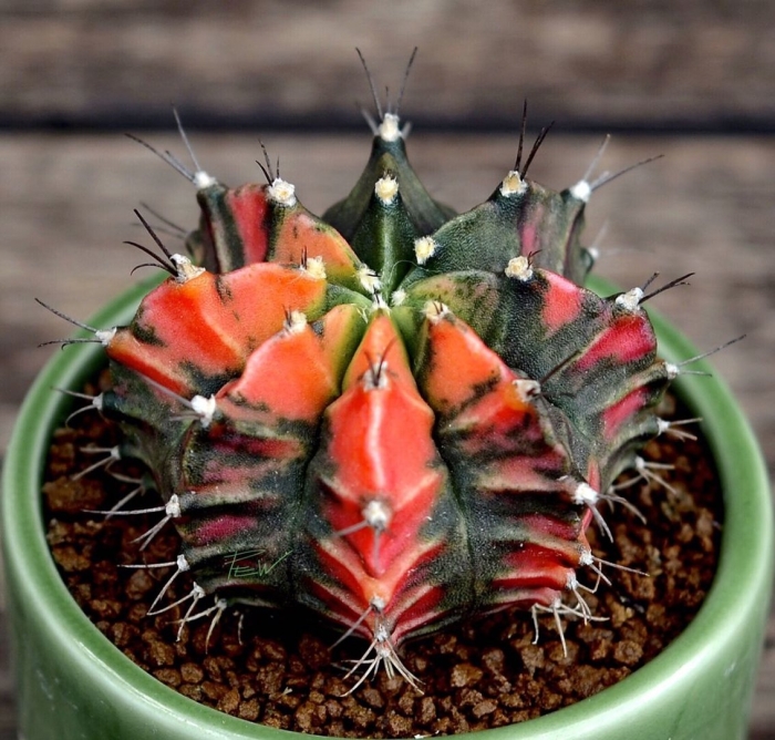 Гимнокалициум вариегатный