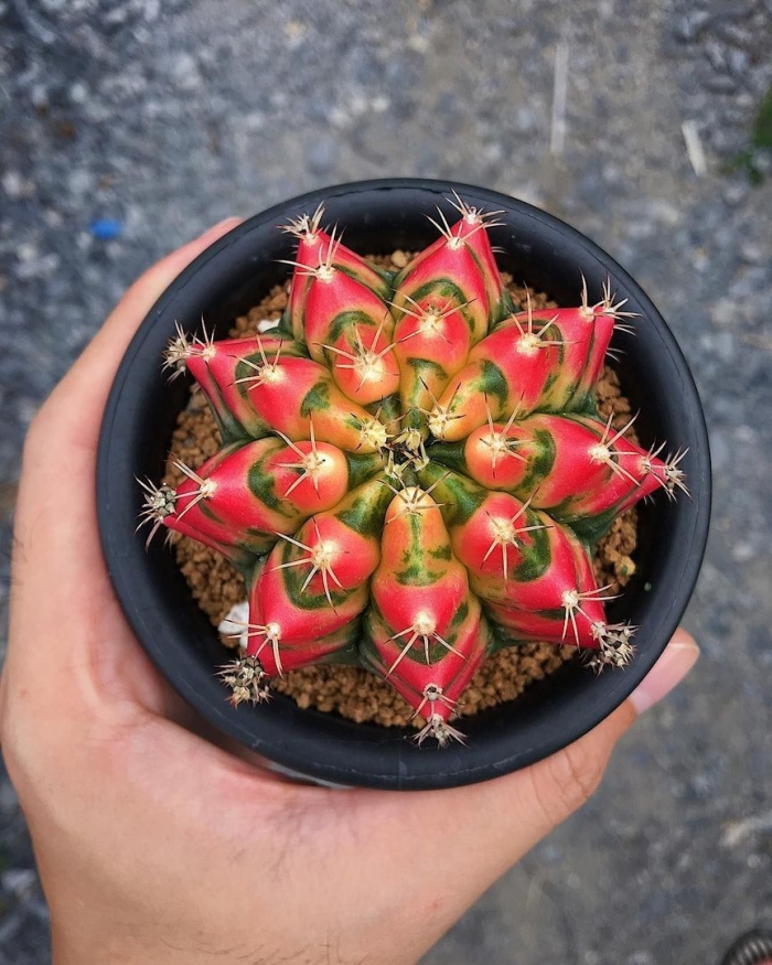 Gymnocalycium mihanovichii