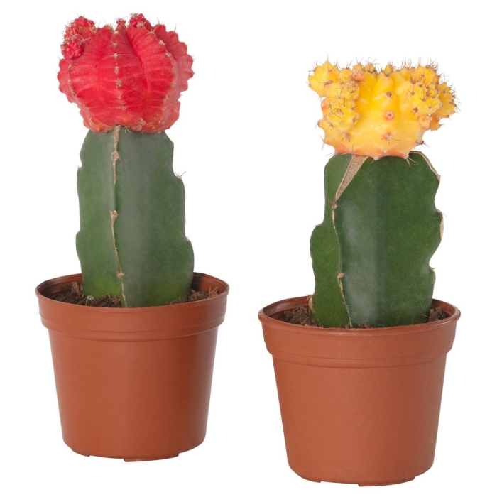 Кактус гимнокалициум