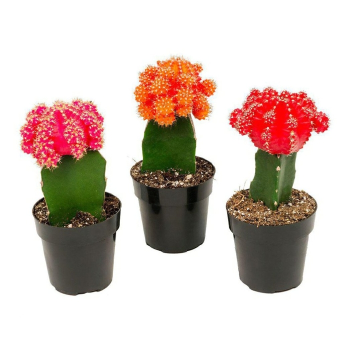 Кактус гимнокалициум красный