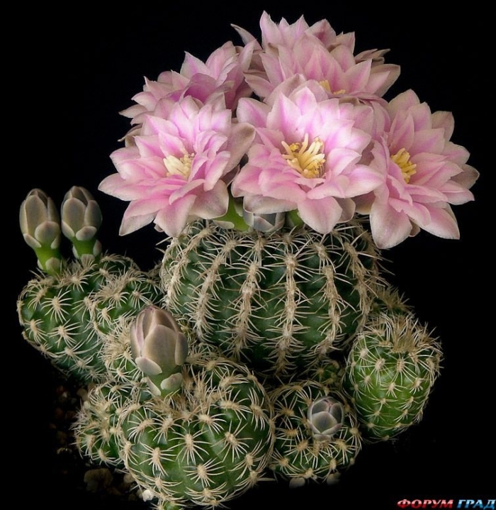 Gymnocalycium bruchii