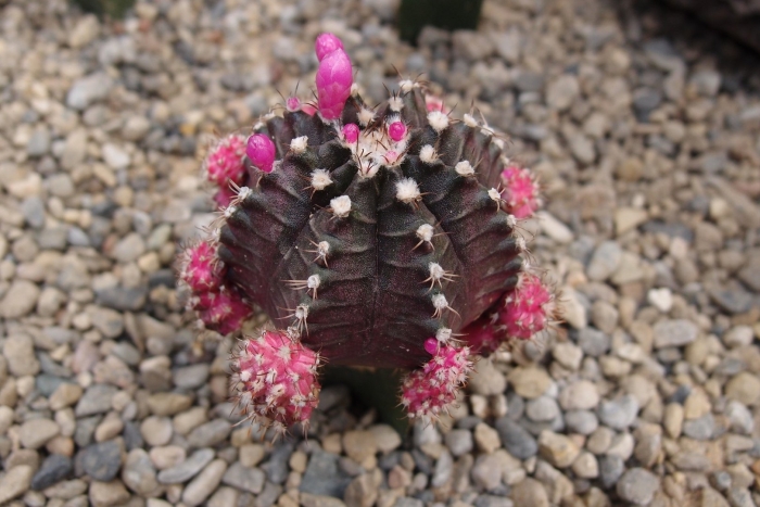 Гимнокалициум михановича блэк