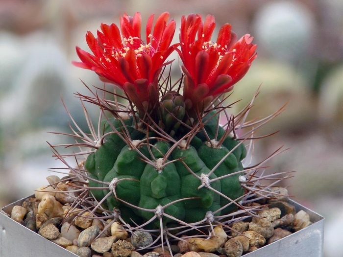 Gymnocalycium matoense vos 288