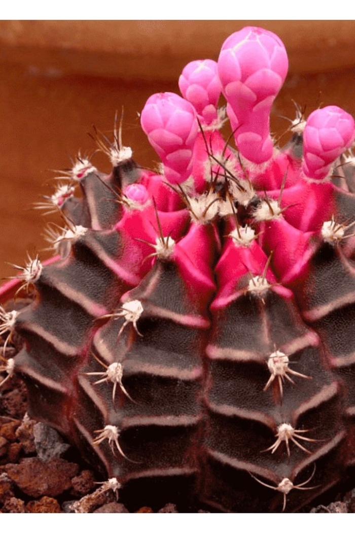 Гимнокалициум михановича рубра