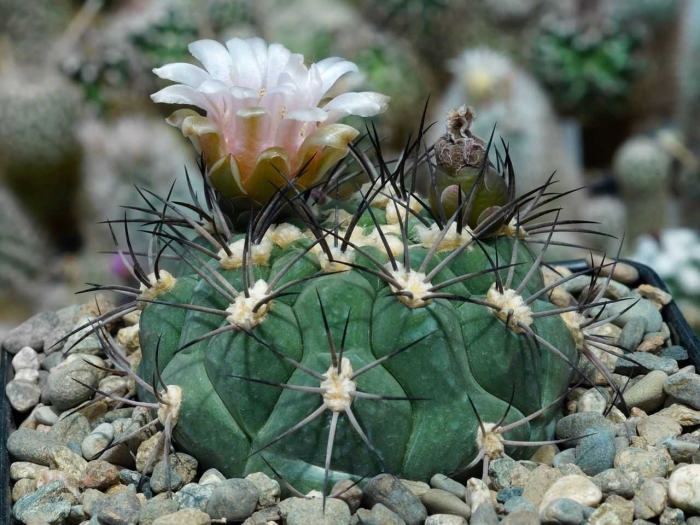 Gymnocalycium nigriareolatum gn 927/3046